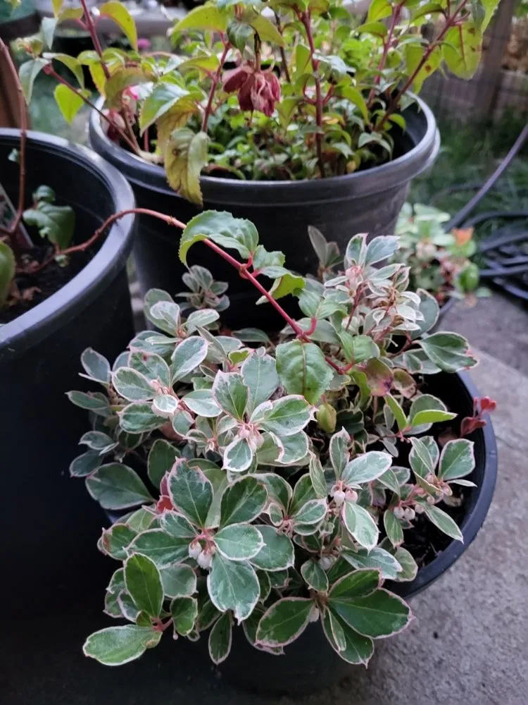 Top-rated residential landscaping experts serving Seattle, WA - To The Root