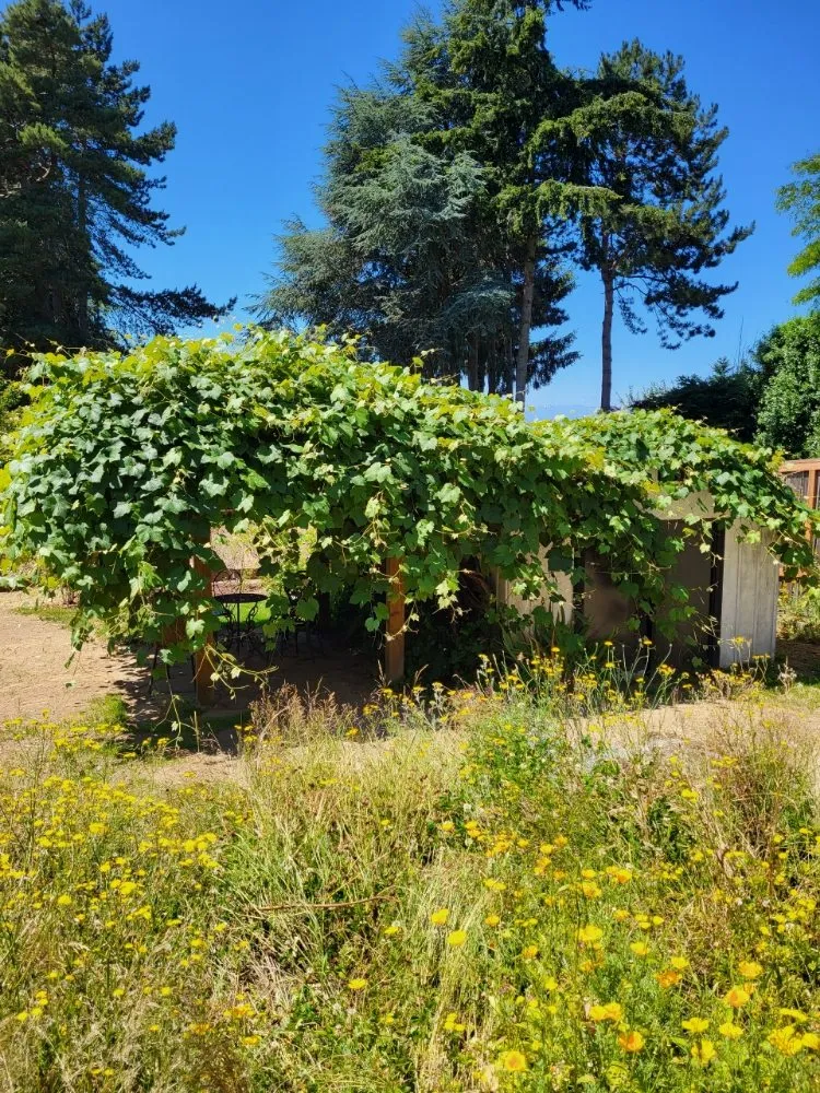 Trusted landscape installation for residential properties in Seattle, WA by To The Root