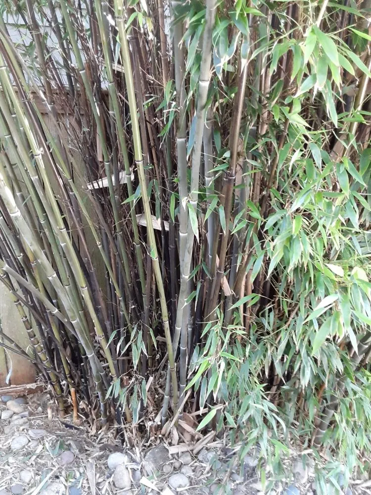 Professional outdoor landscaping for homes in Seattle, WA by To The Root