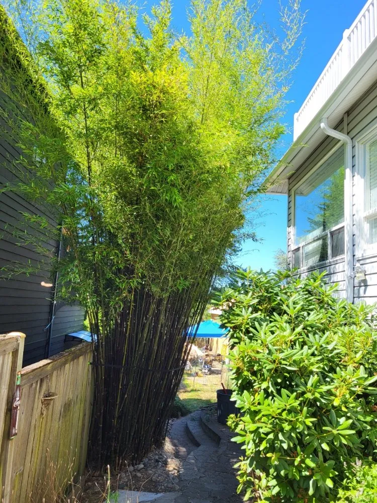 Reliable landscaping services for beautiful yards across Seattle, WA - To The Root