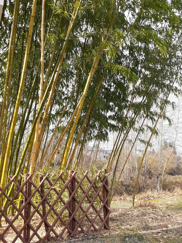 Professional yard maintenance experts serving Seattle, WA - To The Root