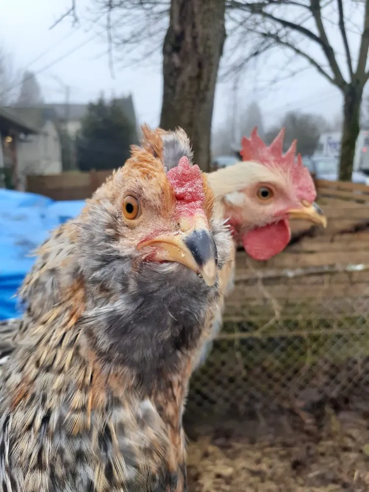 Top-rated residential landscaping with custom design in Seattle, WA by To The Root