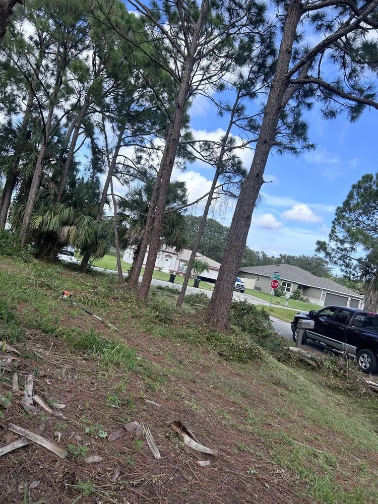 Professional lawn care service near you in Grant Vlkria, FL by To The Top Tree Solutions