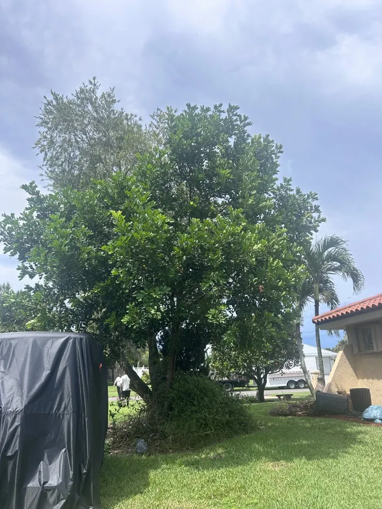 Reliable lawn mowing service in Grant Vlkria, FL - To The Top Tree Solutions