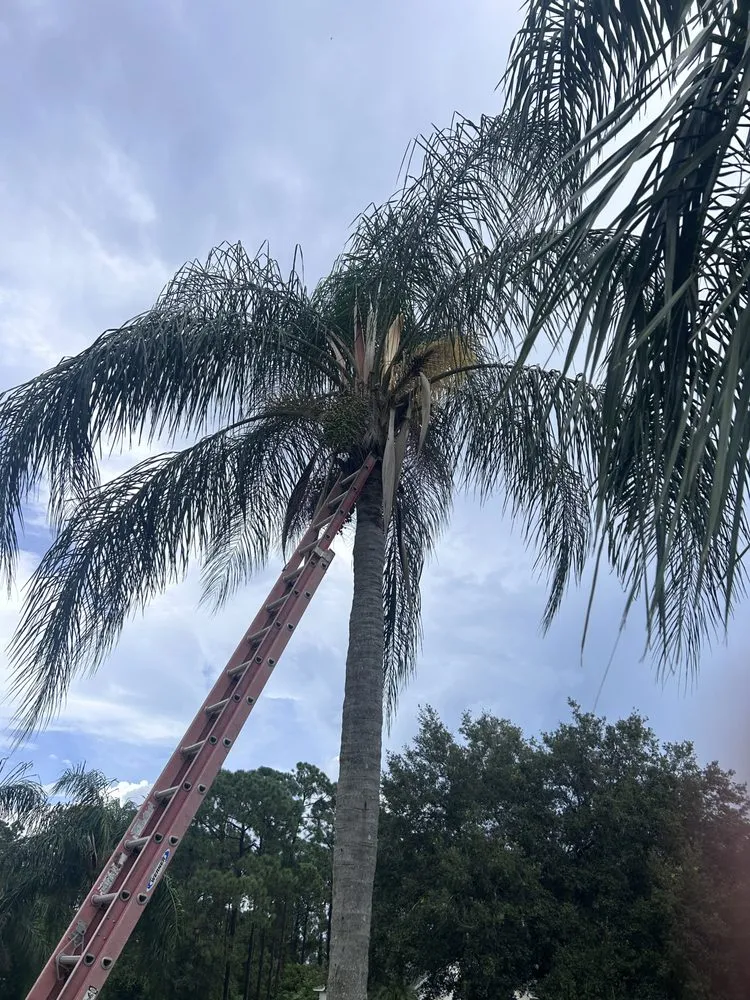 Trusted lawn care service in Grant Vlkria, FL - To The Top Tree Solutions