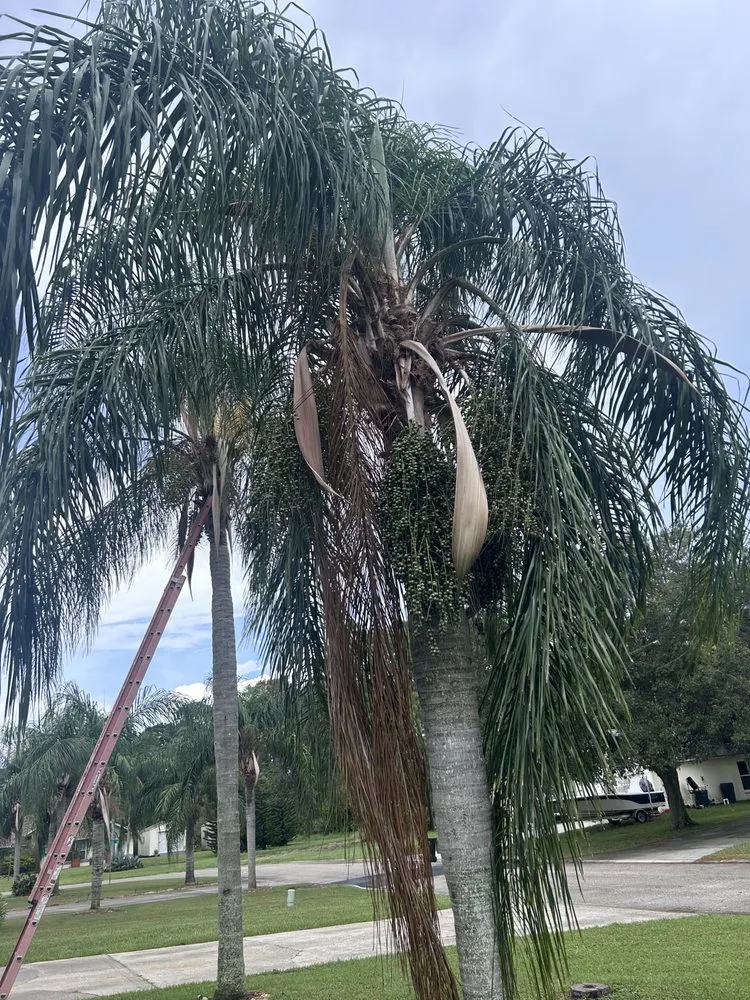 Top-rated landscape installation for residential properties across Grant Vlkria, FL - To The Top Tree Solutions