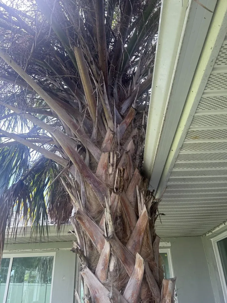Affordable lawn care service experts serving Grant Vlkria, FL - To The Top Tree Solutions