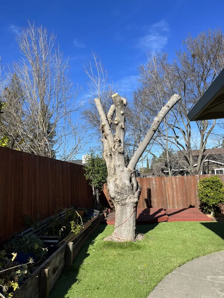 Reliable landscaping services in Vallejo, CA by Tobar Landscaping