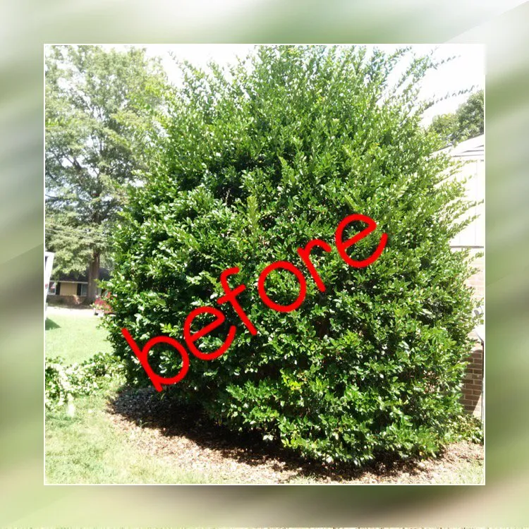 Local yard cleanup service experts serving Wake Forest, NC - Tobby’s lawn care llc