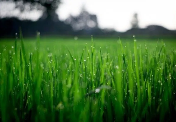 Top-rated yard maintenance in Grandview, MO by Tobin Lawn & Landscape