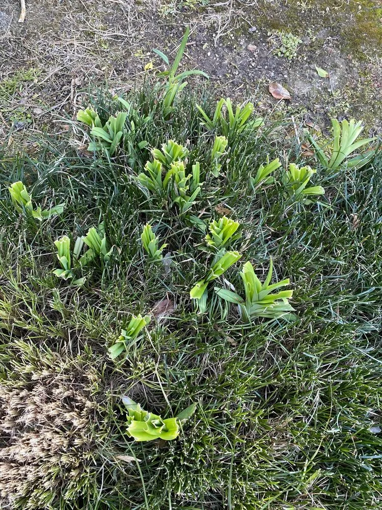 Local landscaping services in Prairieville, LA by Today's Lawn Maintenance