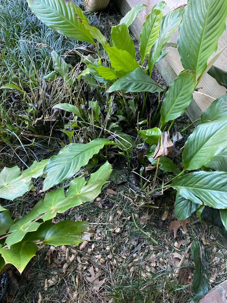 Custom outdoor landscaping in Prairieville, LA by Today's Lawn Maintenance