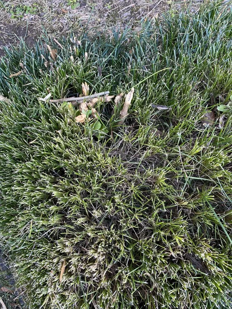 Custom yard maintenance in Prairieville, LA by Today's Lawn Maintenance