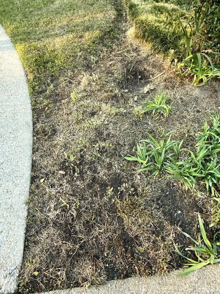 Affordable yard maintenance experts serving Prairieville, LA - Today's Lawn Maintenance