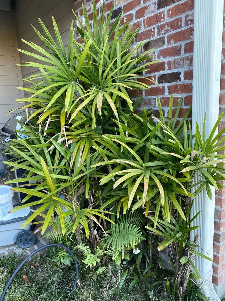 Local yard maintenance with custom design in Prairieville, LA by Today's Lawn Maintenance