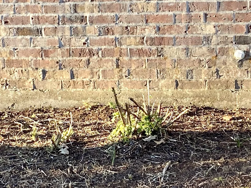 Custom landscape design in Prairieville, LA by Today's Lawn Maintenance