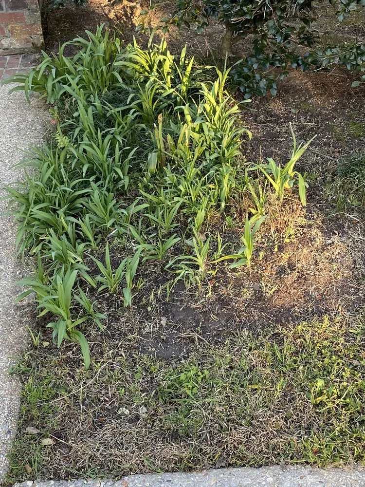 Affordable landscaping services for year-round maintenance across Prairieville, LA - Today's Lawn Maintenance