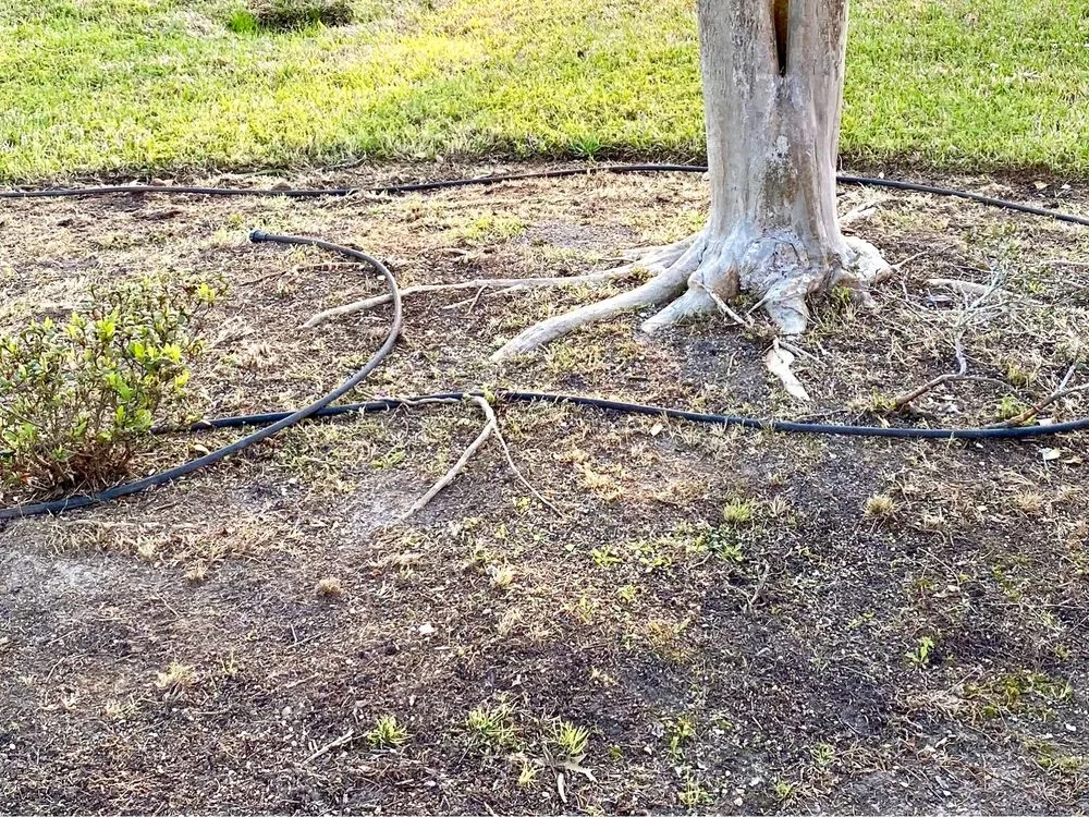 Local lawn mowing service for year-round maintenance in Prairieville, LA by Today's Lawn Maintenance