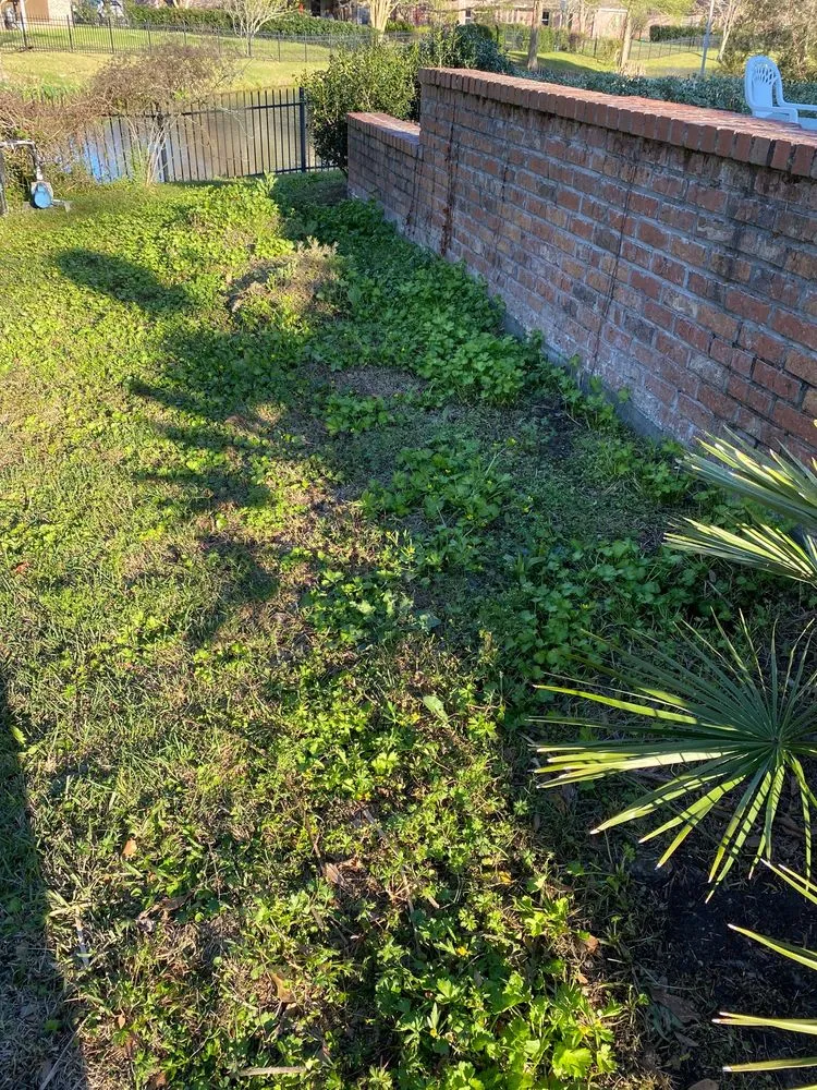 Reliable yard cleanup service in Prairieville, LA - Today's Lawn Maintenance