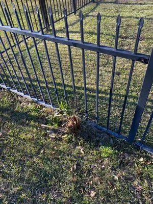 Today's Lawn Maintenance Logo