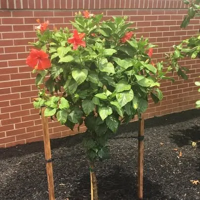 Local residential landscaping experts serving Bel Air, MD - Todd Alexander’s Outdoor Services