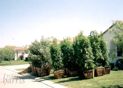 Local lawn mowing service in Alhambra, CA by Todd Harris Landscape And Garden