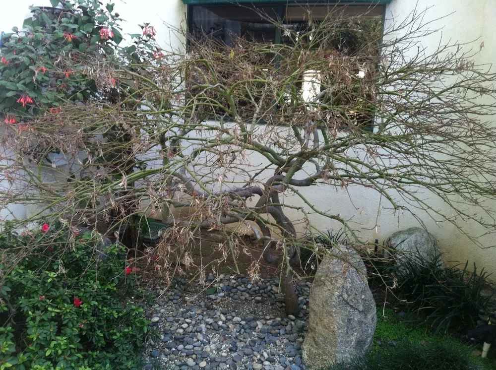 Expert outdoor landscaping in Alhambra, CA by Todd Harris Landscape And Garden