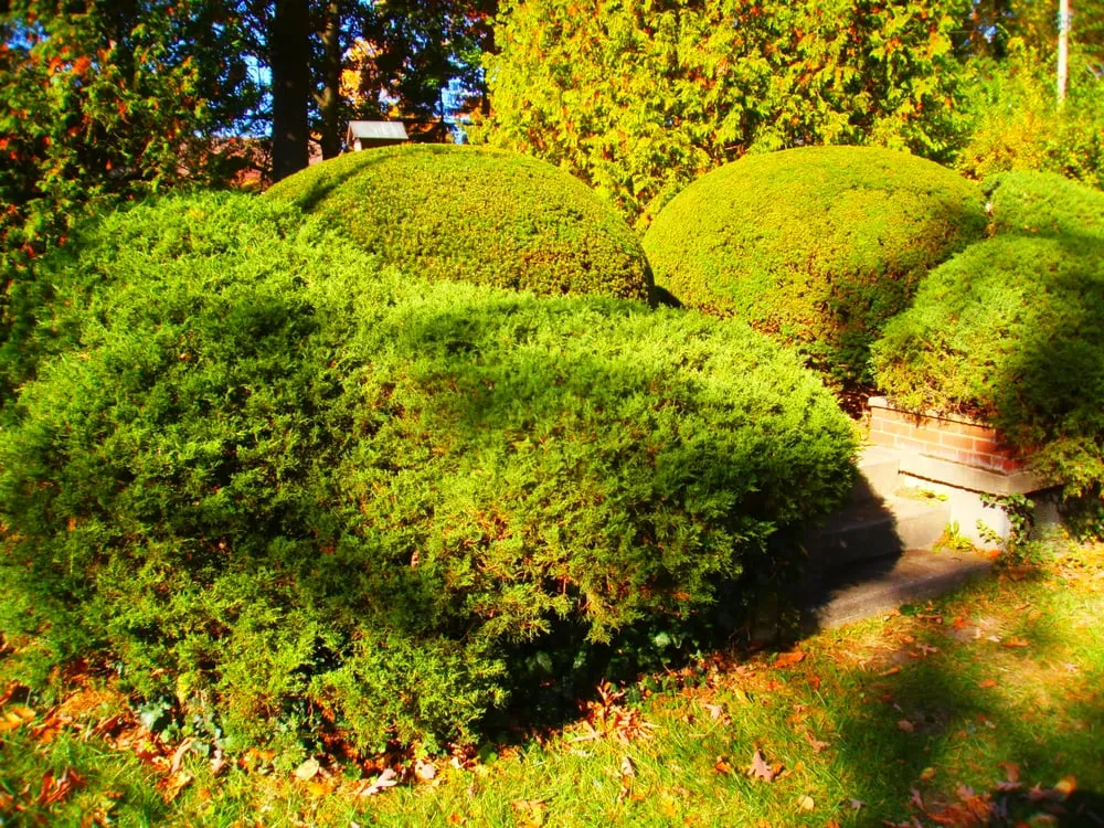 Professional lawn care service with custom design in Ypsilanti, MI by Todd Harvey & Sons