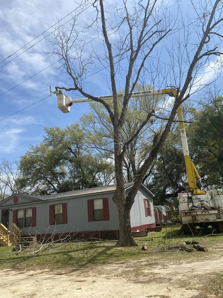 Reliable yard cleanup service in Albany, GA - Todds Lawn Care