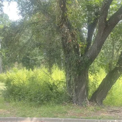 Todds Lawn Care Logo