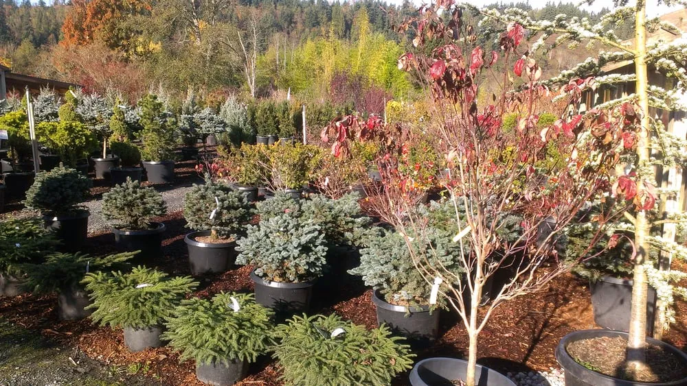 Local lawn care service in Puyallup, WA - Todd's Nursery & Landscaping