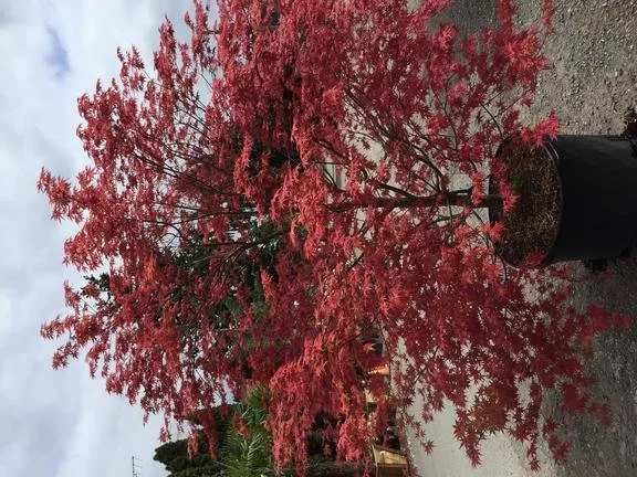 Expert lawn mowing service near you in Puyallup, WA by Todd's Nursery & Landscaping