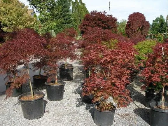 Custom outdoor landscaping experts serving Puyallup, WA - Todd's Nursery & Landscaping