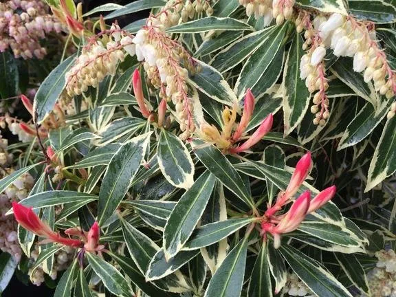 Affordable landscape installation in Puyallup, WA - Todd's Nursery & Landscaping