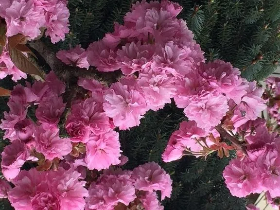 Top-rated garden landscaping near you in Puyallup, WA by Todd's Nursery & Landscaping