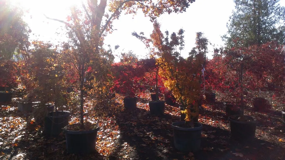 Reliable lawn mowing service for beautiful yards in Puyallup, WA by Todd's Nursery & Landscaping