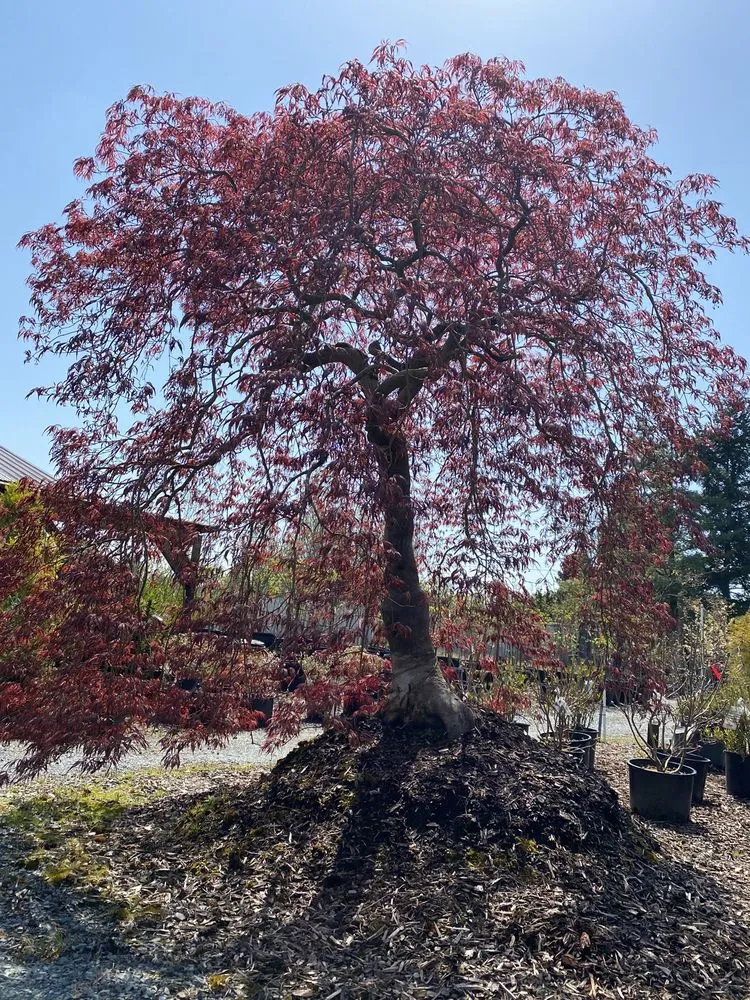 Professional residential landscaping with custom design across Puyallup, WA - Todd's Nursery & Landscaping