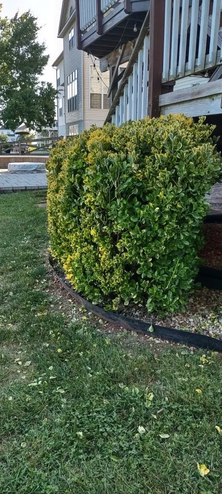 Trusted yard maintenance experts serving Gainesville, VA - Together United Services