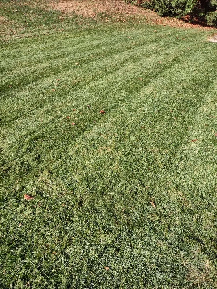 Top-rated yard cleanup service in Gainesville, VA by Together United Services