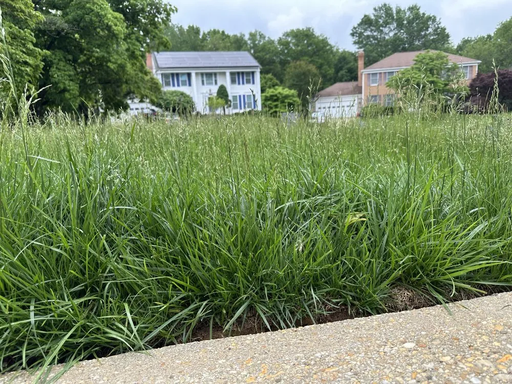 Affordable residential landscaping experts serving Spencerville, MD - Togo Landscaping