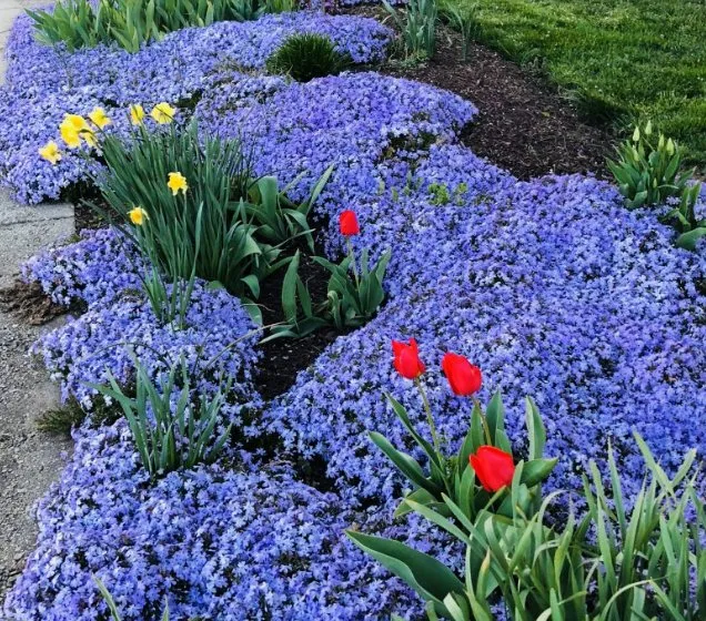 Expert lawn care service with custom design across Spencerville, MD - Togo Landscaping