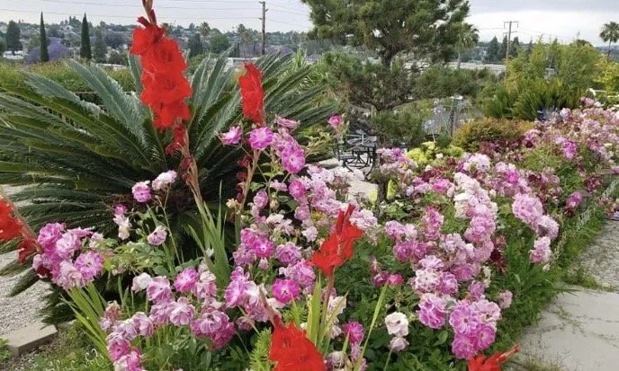 Custom lawn care service for residential properties across Northridge, CA - Tokiwa Landscape