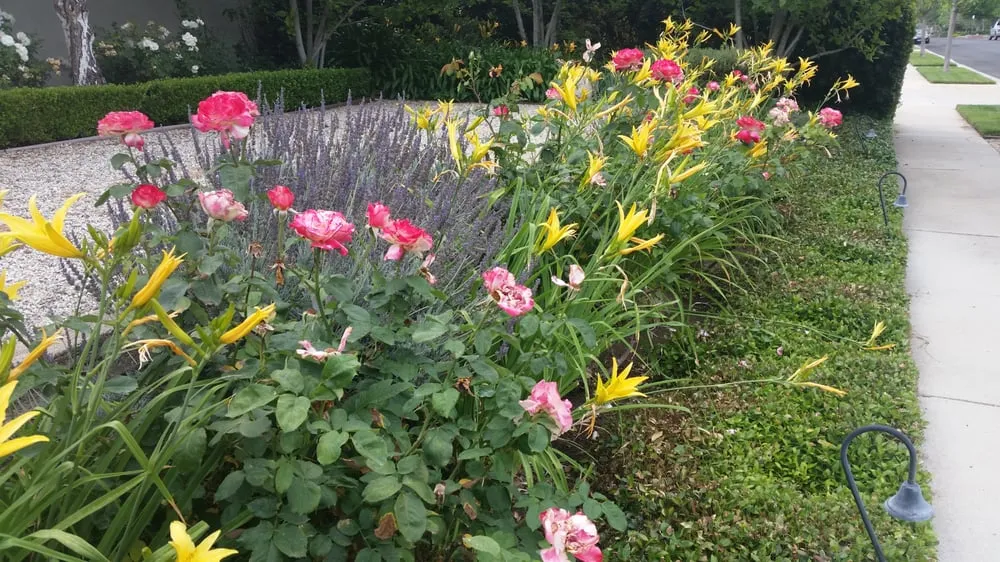 Trusted lawn mowing service in Northridge, CA - Tokiwa Landscape