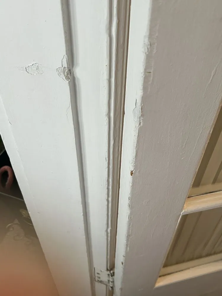 Expert yard maintenance with custom design across Belleville, NJ - Toledo Handy