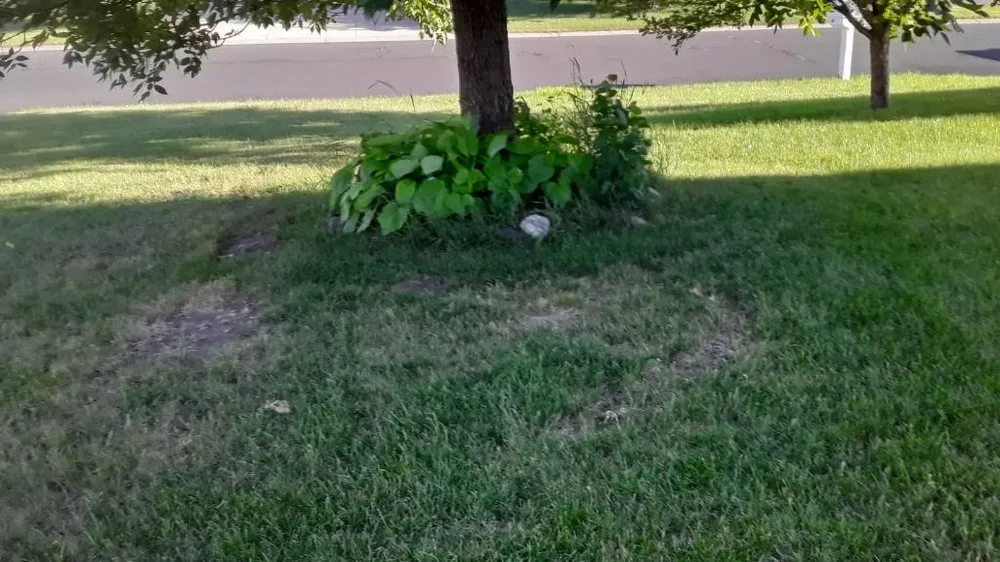 Reliable residential landscaping experts serving Shakopee, MN - Toledo Yardscape