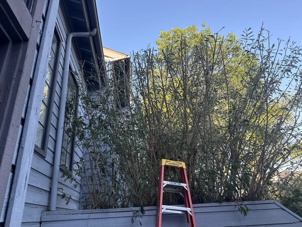 Top-rated lawn care service in Alhambra, CA by Toledos Gardens