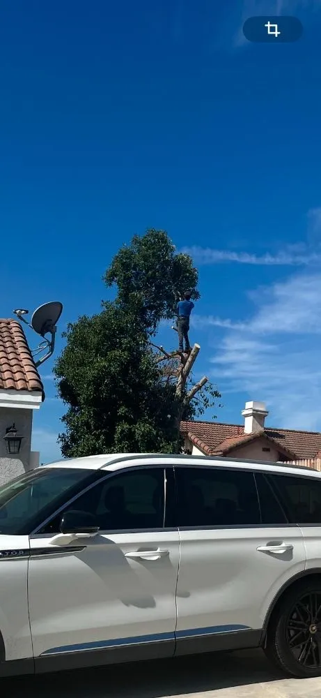 Trusted landscape installation with custom design across Alhambra, CA - Toledos Gardens