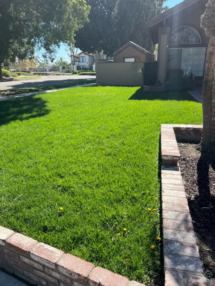 Expert yard maintenance for year-round maintenance in Alhambra, CA by Toledos Gardens