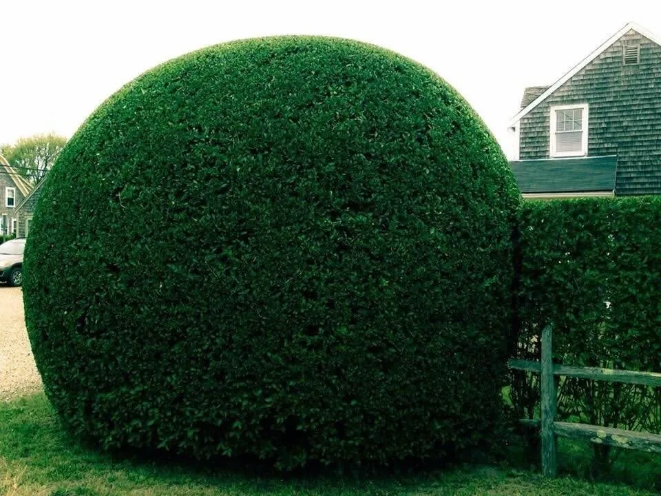 Trusted residential landscaping for beautiful yards in Nantucket, MA by Tom Hanlon Landscaping