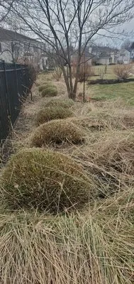 Tom Landscape Maintenance